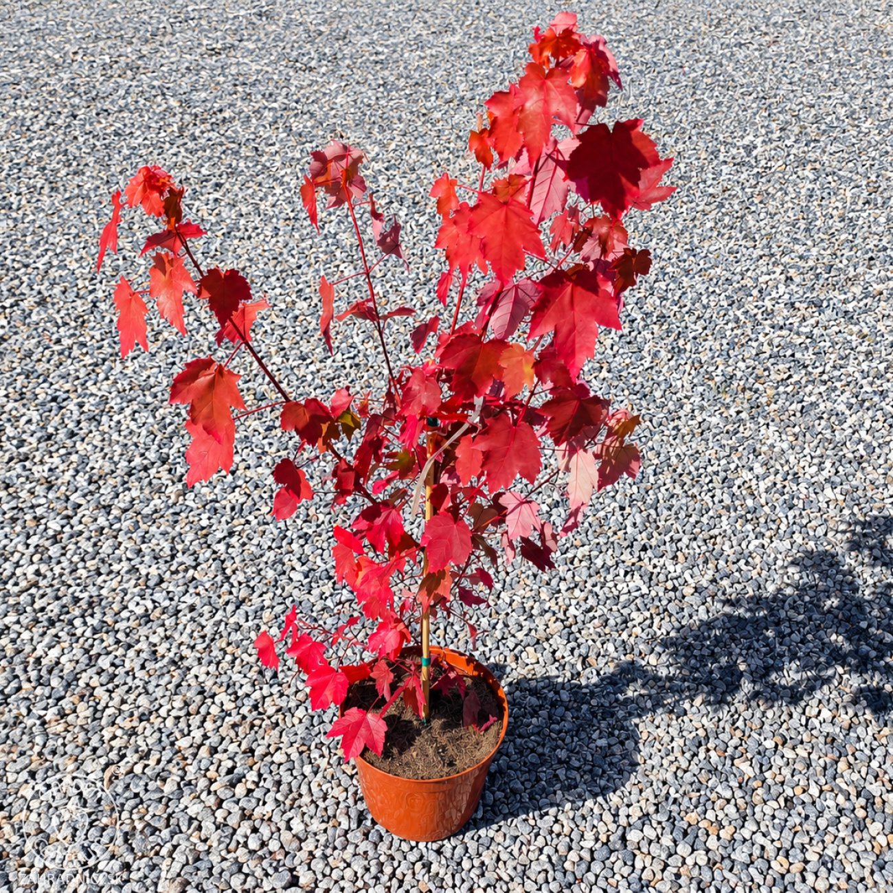 Obrázok Javor červený (Acer rubrum) ‘OCTOBER GLORY’- výška 70-100 cm, kont. C5L